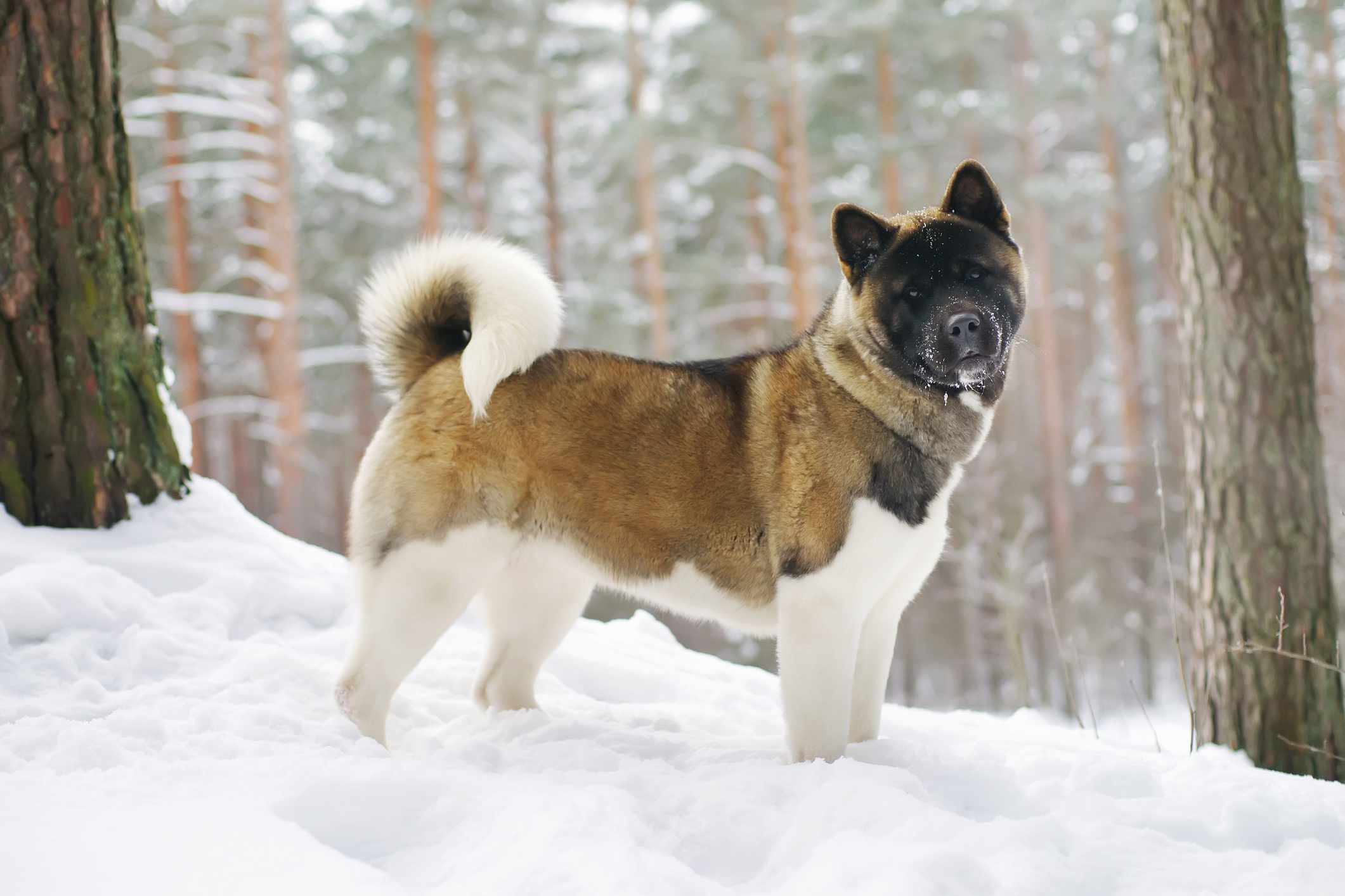 站在雪地里的日本秋田犬