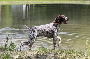 德国短毛猎犬指着海岸线