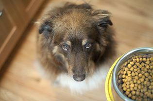 dog looking up at food bowl