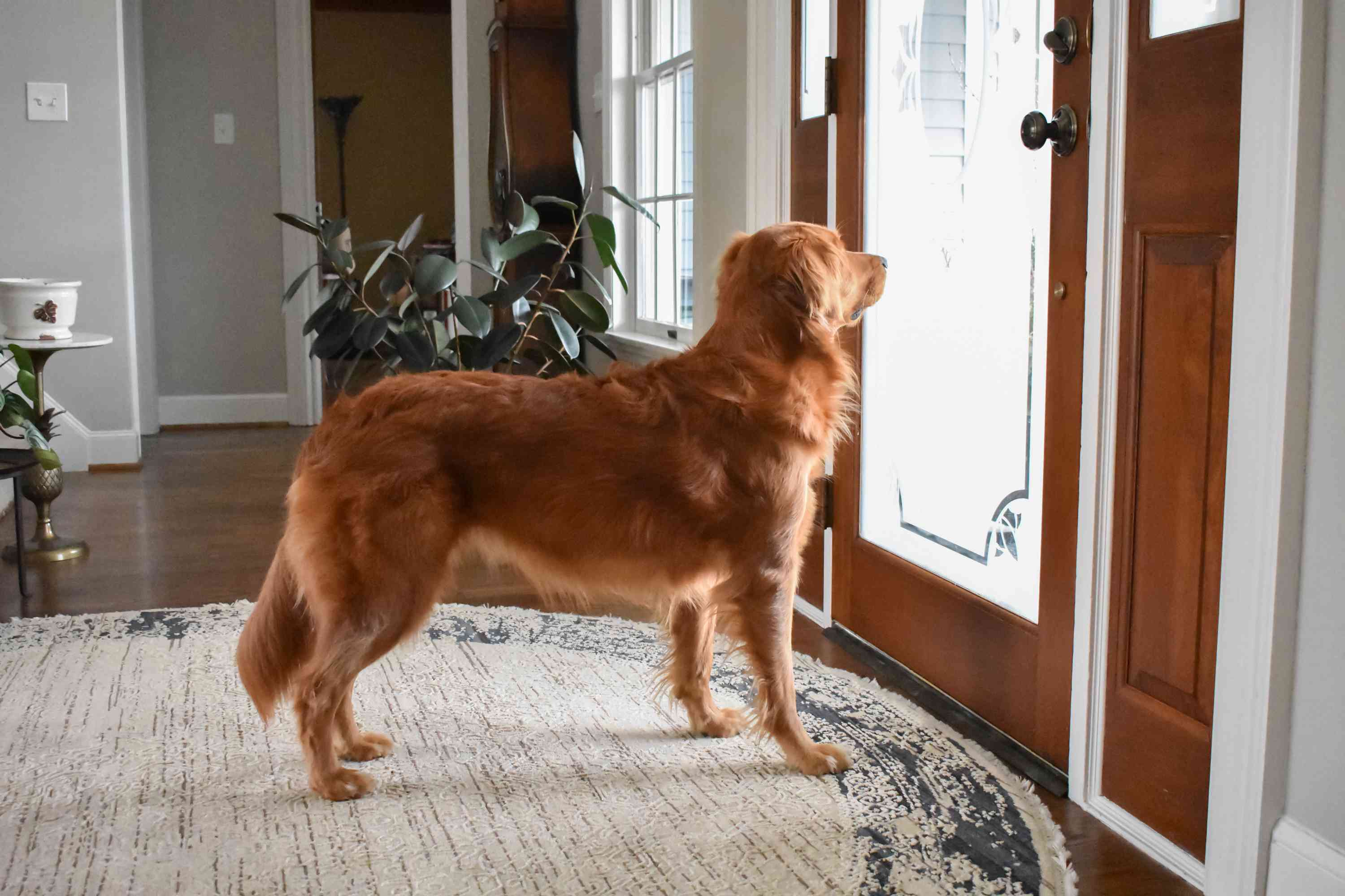 金毛猎犬在门口等候