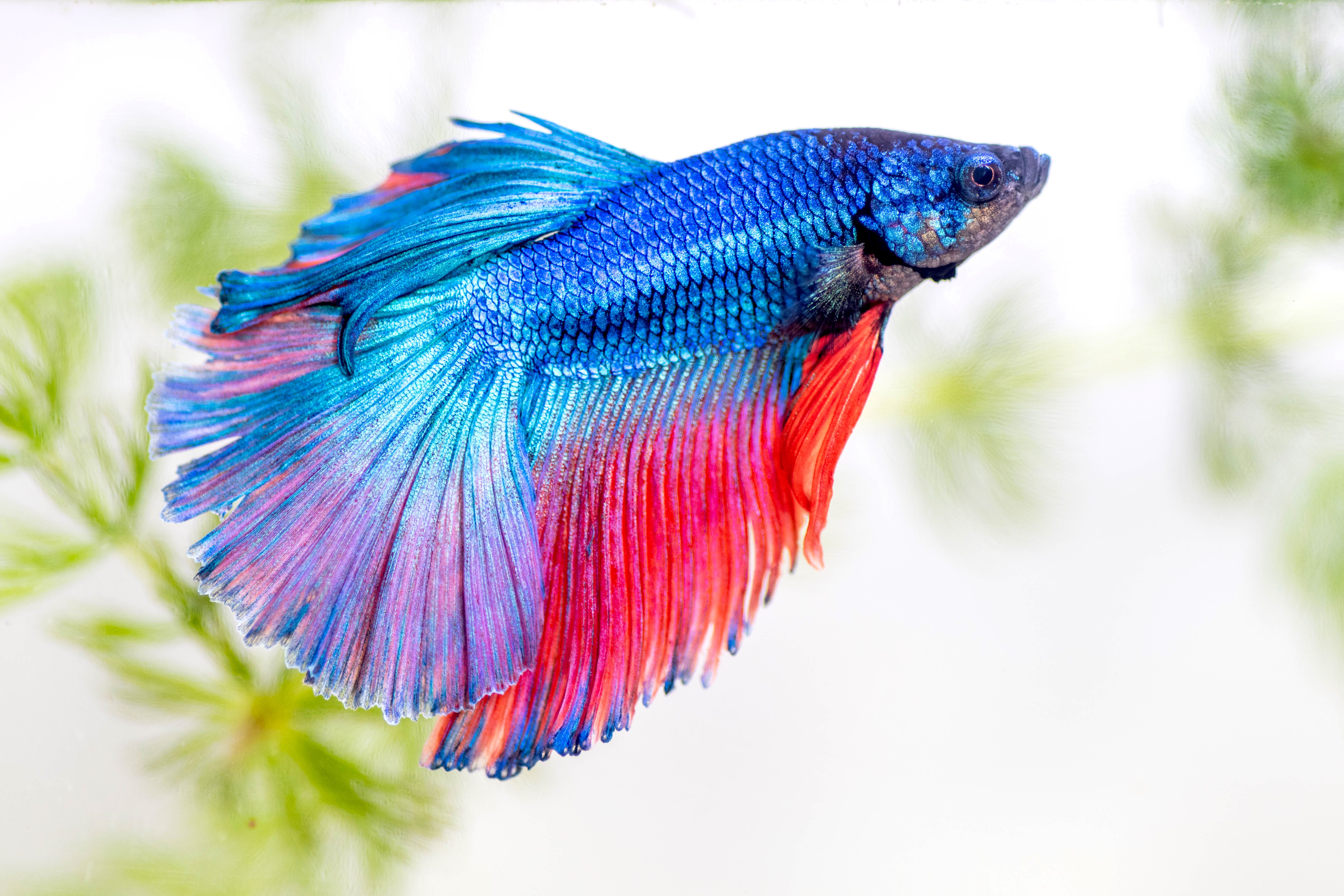 Bright blue and pink beta fish swimming in fresh-water tank closeup