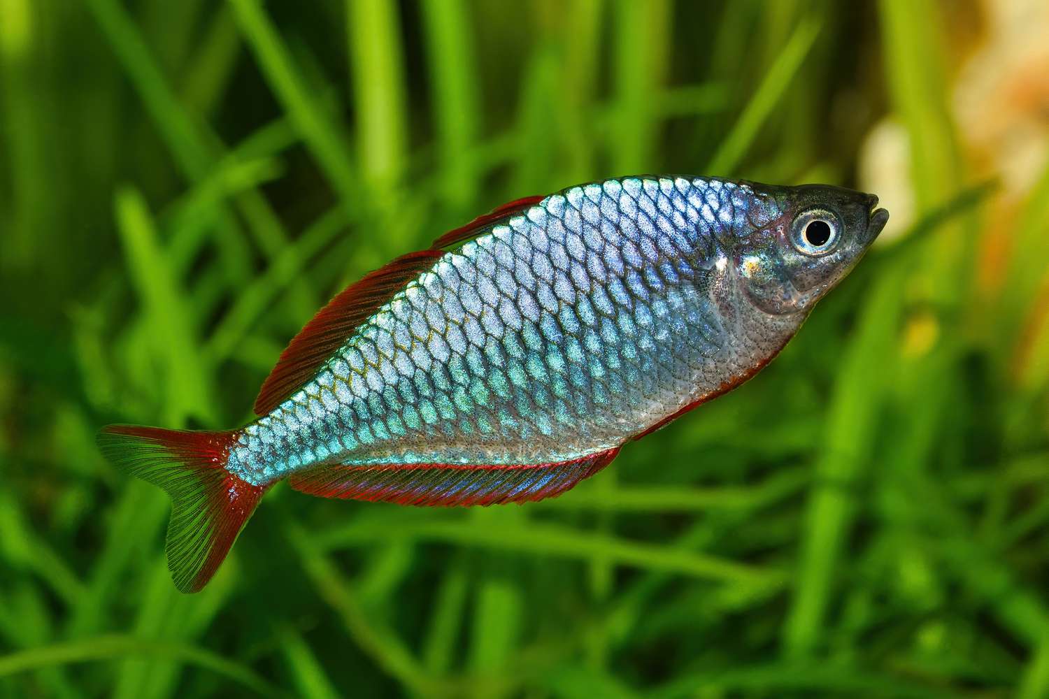 霓虹灯Rainbowfish