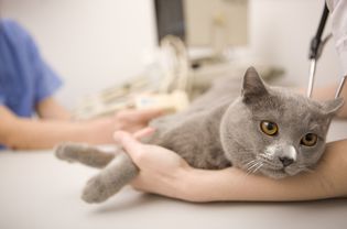 Cat at vets office