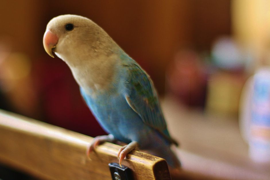 blue and white lovebird perching