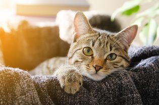 Tabby Cat Laying in a Knitted Basket, Looking at the Camera, Backlit by the Sun