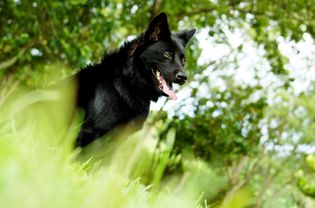 Taiwan dog among greenery