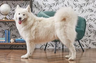 Samoyed dog standing indoors in profile