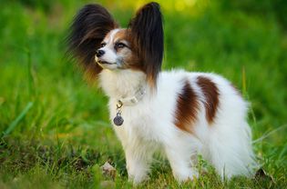 站在草地上的蝶耳犬侧面