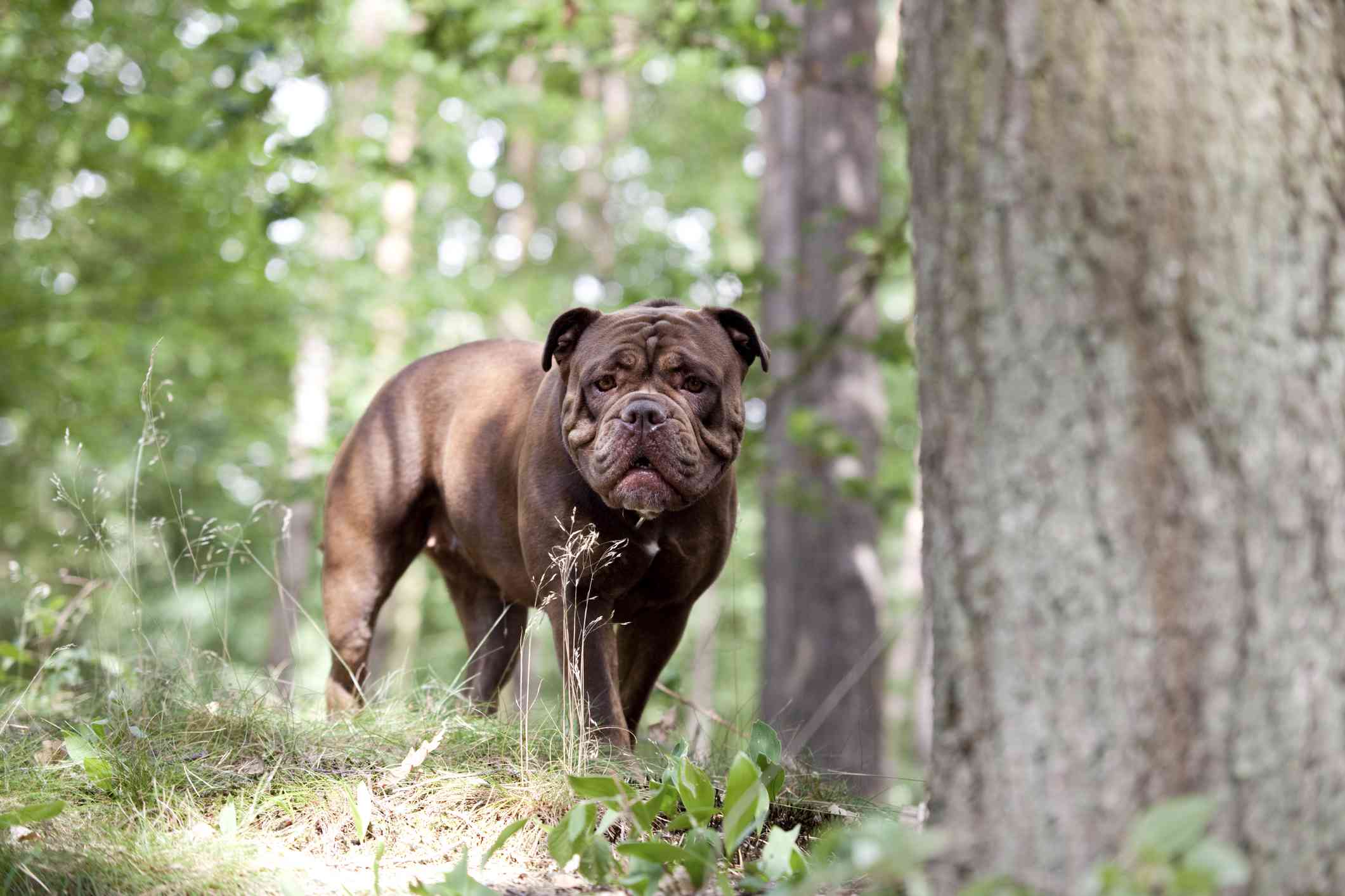 古英语Bulldogge