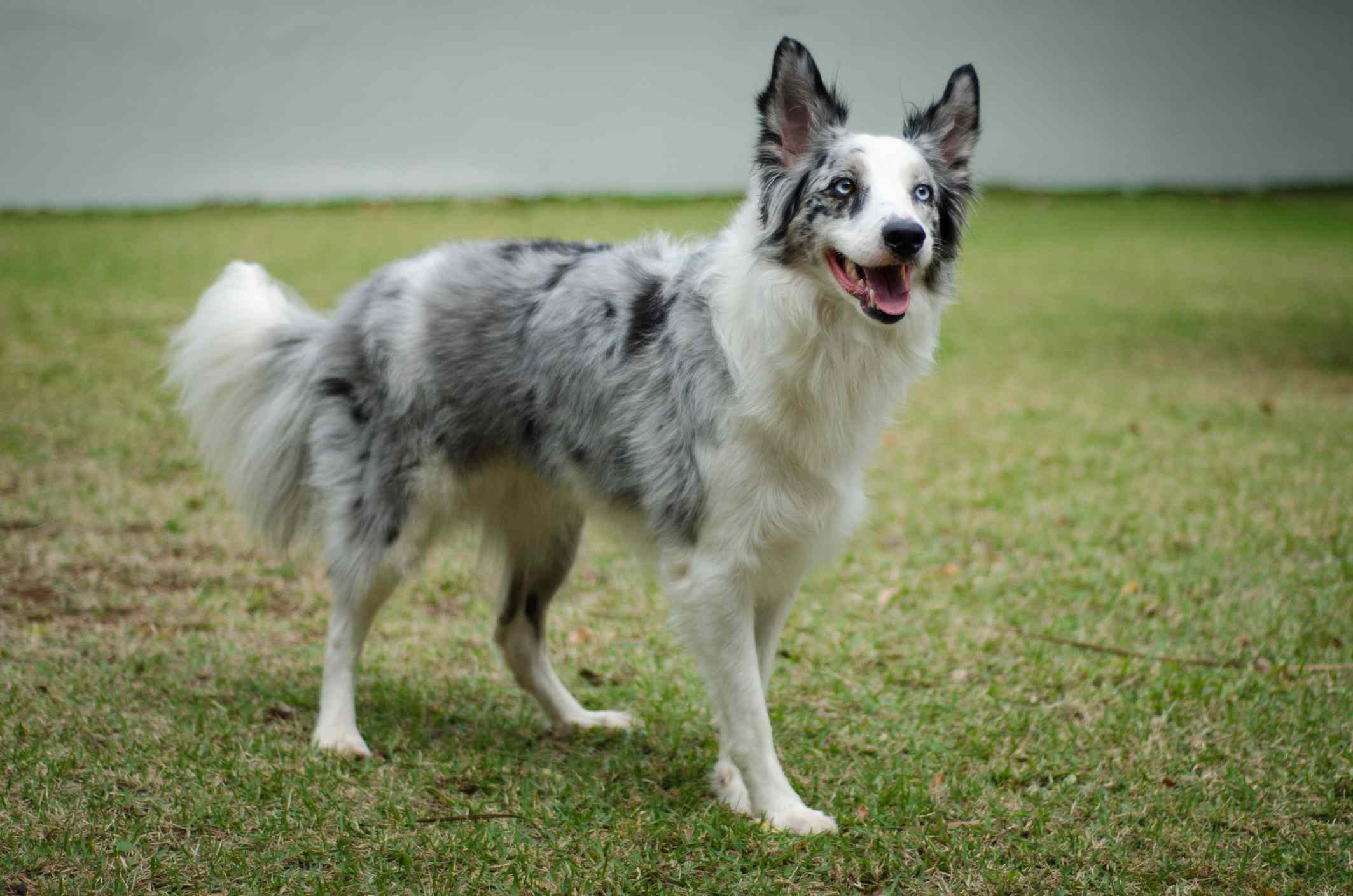 蓝眼睛的边境牧羊犬