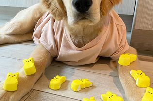 A Golden Retriever wearing a t-shirt laying down with yellow peeps on his arms and in front of him.