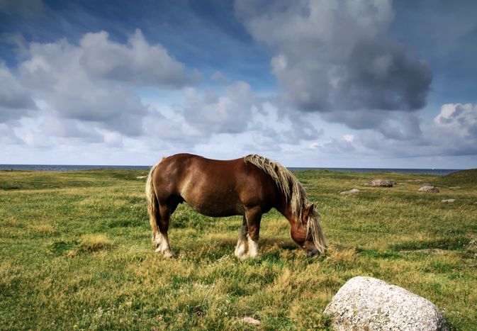 Ardennes horse grazing in a field