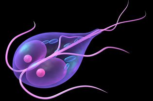 giardia-Eraxion-istock.jpg