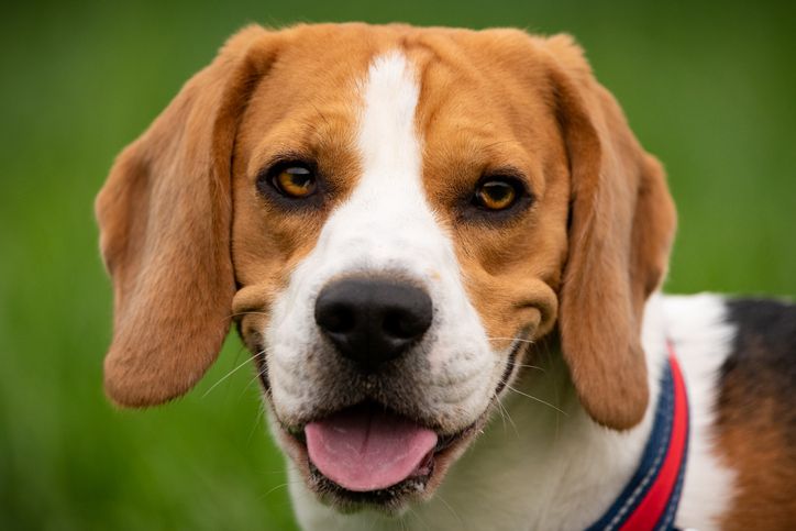 小猎犬号