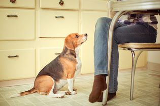 在餐桌上向小猎犬乞讨