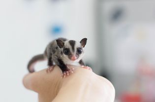 Sugar glider joey