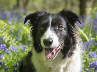 花园中的边境牧羊犬