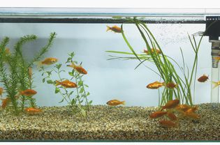 Goldfish (Carassius auratus) swimming in large rectangular fish tank.