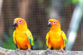 Two sun conures on a branch