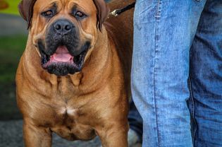 Boerboel dog