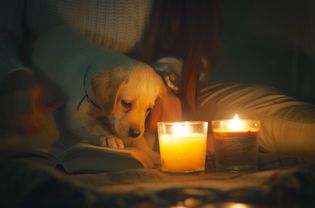 dog near a candle