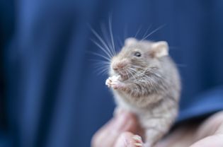 pet mouse sitting in someone's hand and eating