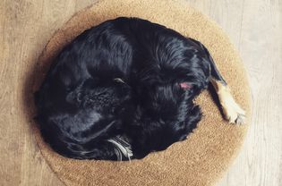 Dog sleeping on rug