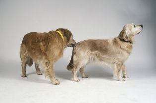 Golden retriever sniffing the hind end of another golden retriever.