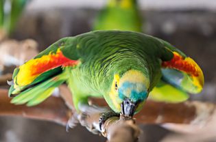 Close up of a green parrot