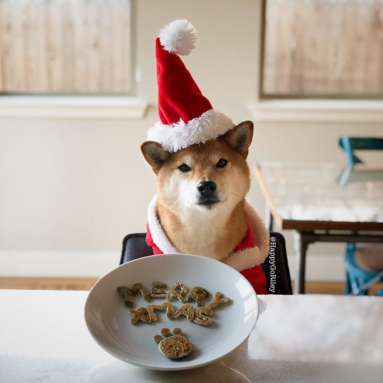 一只戴着圣诞老人帽子的柴犬在一盘写着咒语的饼干前摆姿势