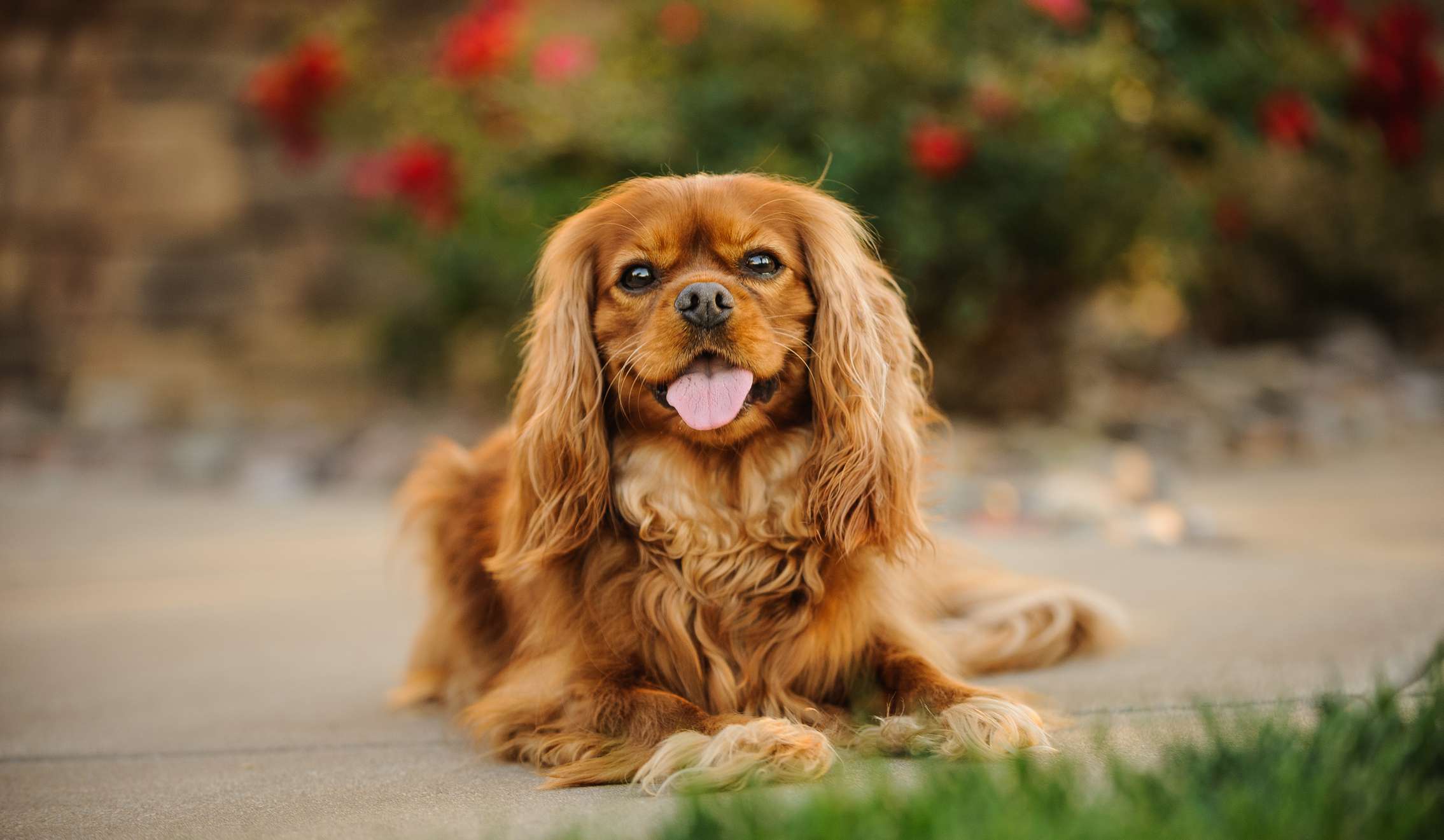 骑士查理王猎犬