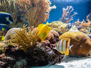 以海藻为背景的水族箱里游泳的鱼