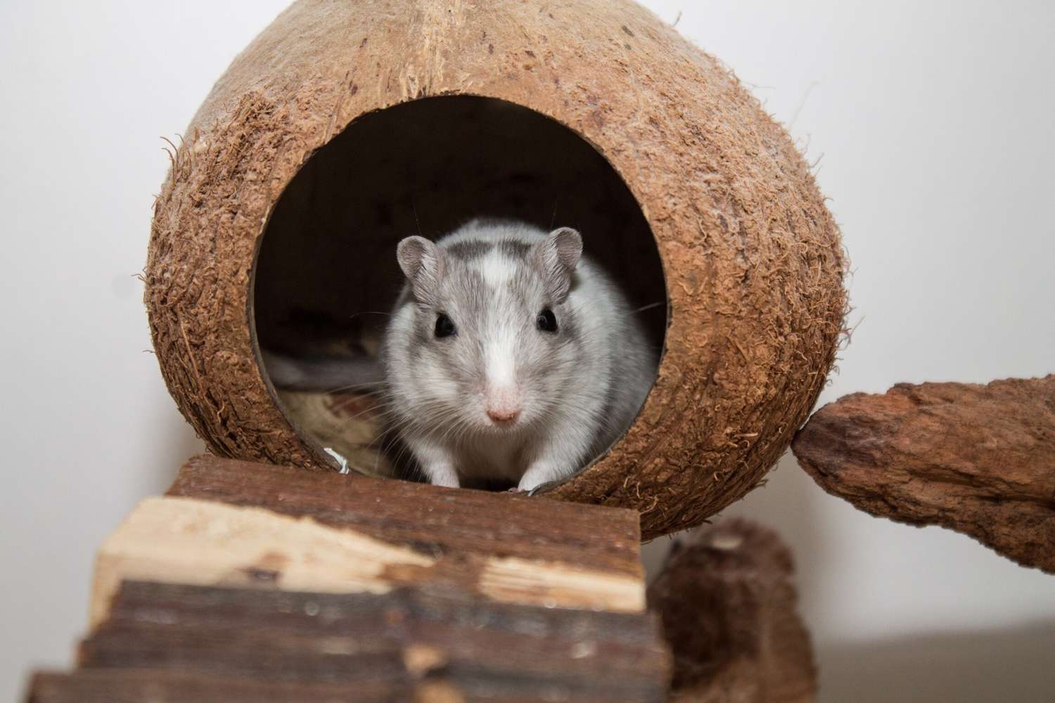 Portrait Of Gerbil In Coconut Shell