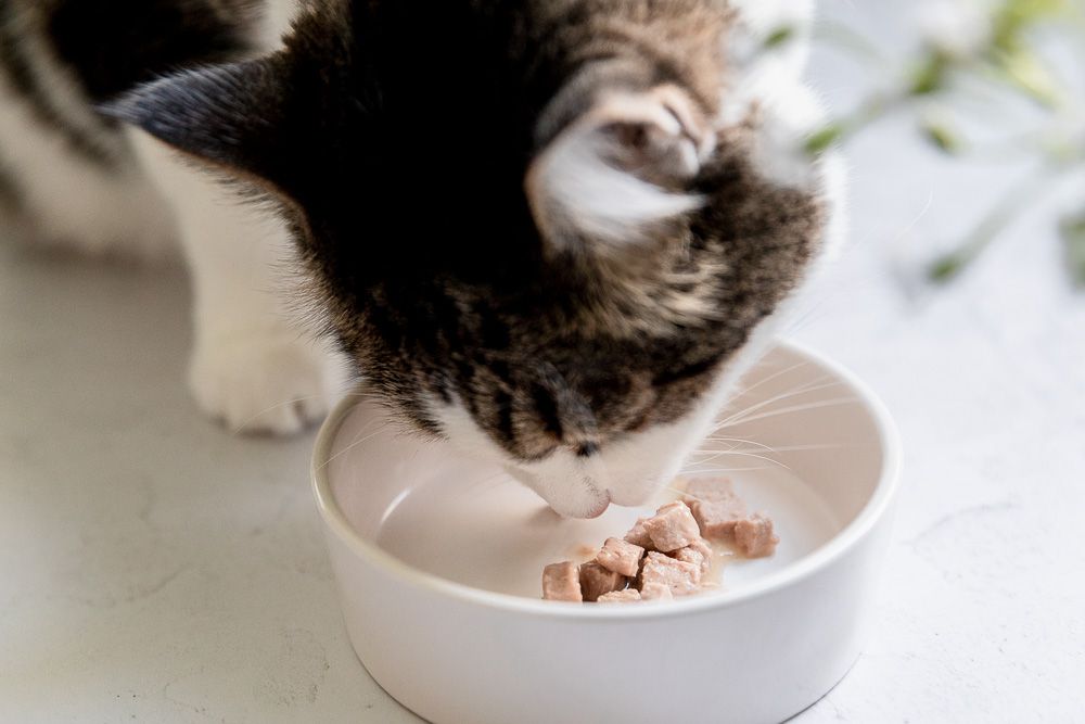 棕色和白色的猫吃均衡的碗罐头食物