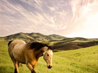 Tennessee walker gelding at dusk