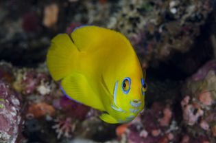 Lemonpeel Angelfish