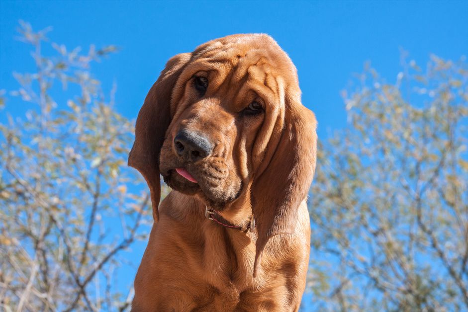 一只猎犬小狗在户外。