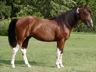 Missouri Fox Trotter horse