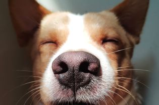 A closeup view of the nose and whiskers of a tan and white dog with eyes closed.