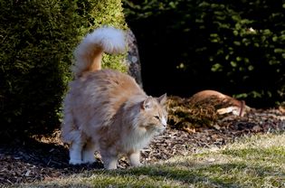 猫在外面的灌木丛中喷洒。