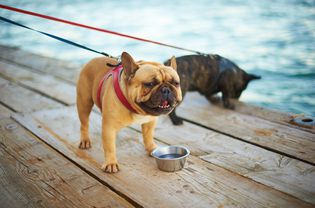 法国斗牛犬正在喝水