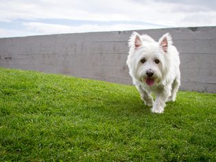 西部高地白梗(Westie)走在草地上