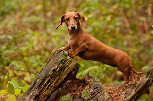 Brown miniature dachshund standing on a tree stump in a forest