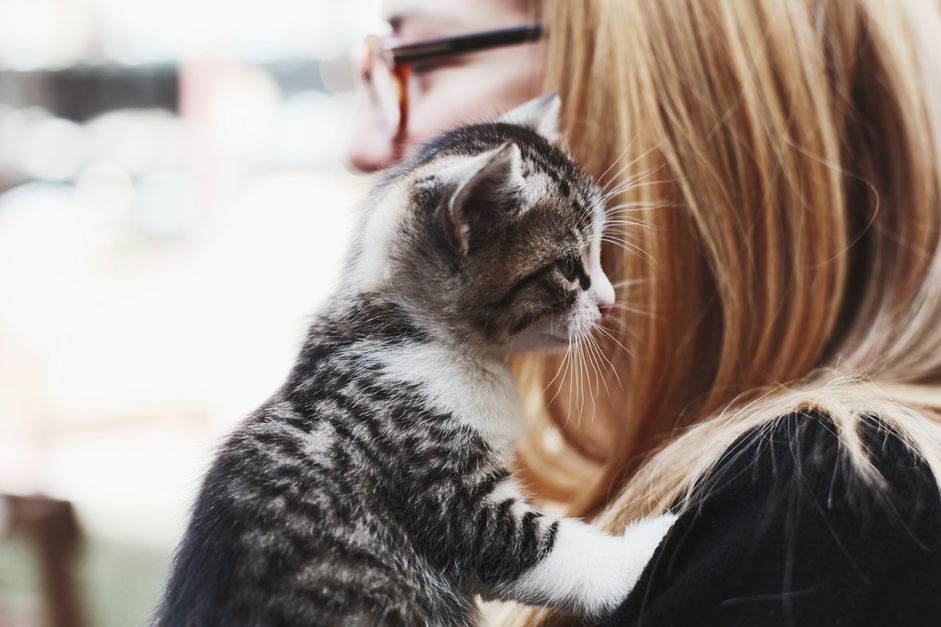 猫在玩主人的头发