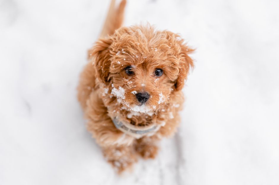 浅棕色毛茸茸的小狗坐着向上看，被雪覆盖