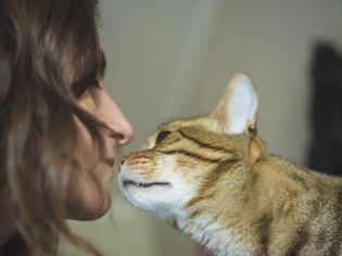 虎斑猫偷笑女士的脸