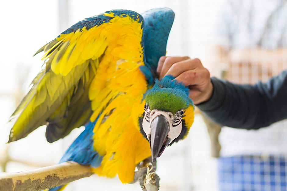 Hand petting a large bird