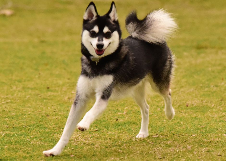 一只阿拉斯加克利凯犬在草地上跳跃