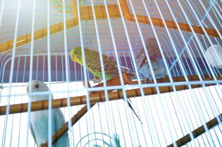 Three parakeets perched in a cage.