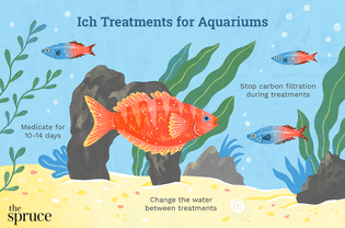 Ichthyophthirius multifiliis white spot treatments for fish